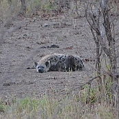 "Spotted Hyena" Kruger National Park, South Africa